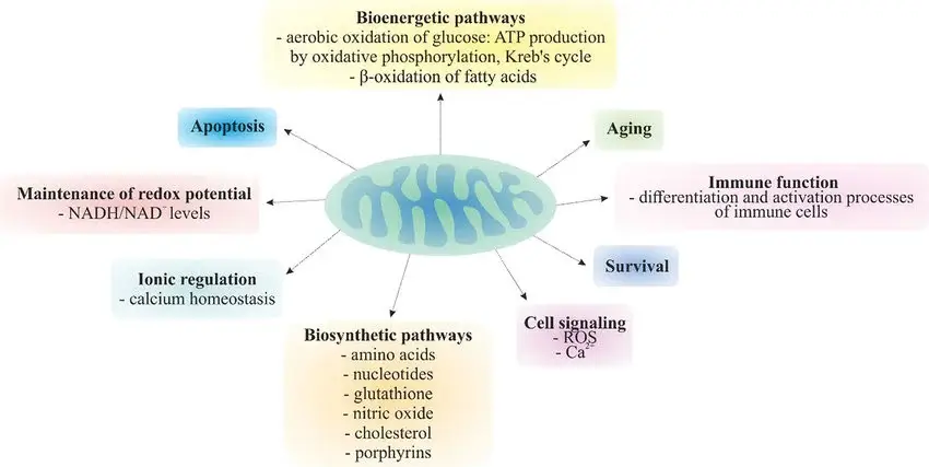 Función mitocondrial en la célula