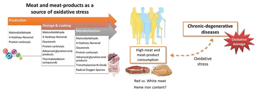 抗酸化物質の肉