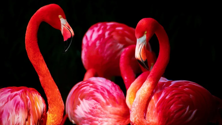 Rosa-Flamingos