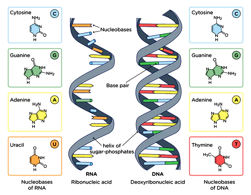 Structure de l'ADN