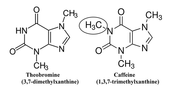 cafeína vs teobromina