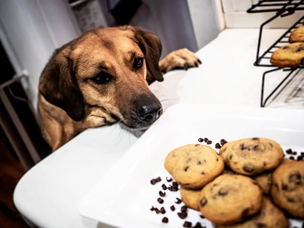Hund schaut sich Kekse an