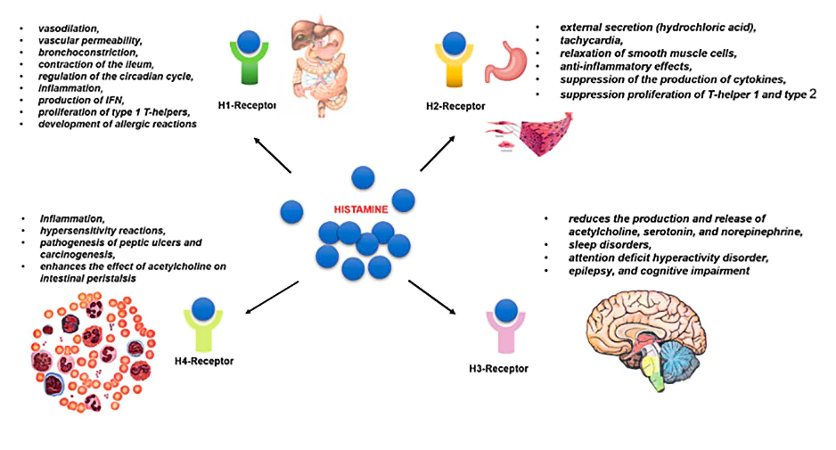 The biological effects of histamine receptors GoVeganWay.com