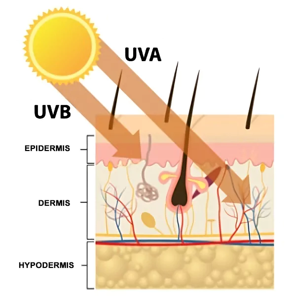 Los rayos UVA-UVB_rays_skint