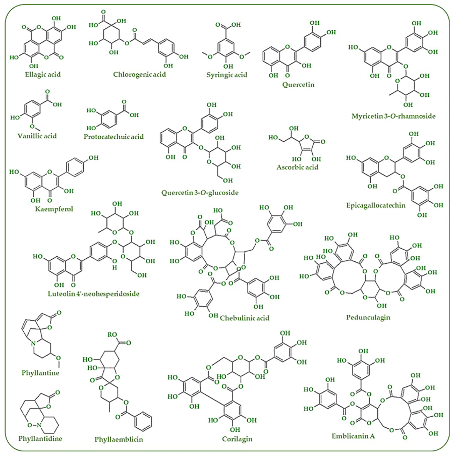 Les composés phytochimiques trouvés dans l'amla GoVeganWay.com