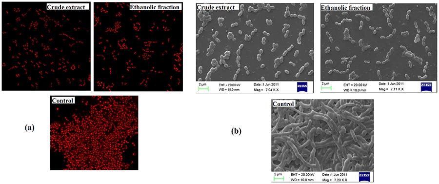 Streptococcus mutans biofilm formé en présence et en absence de l'amla