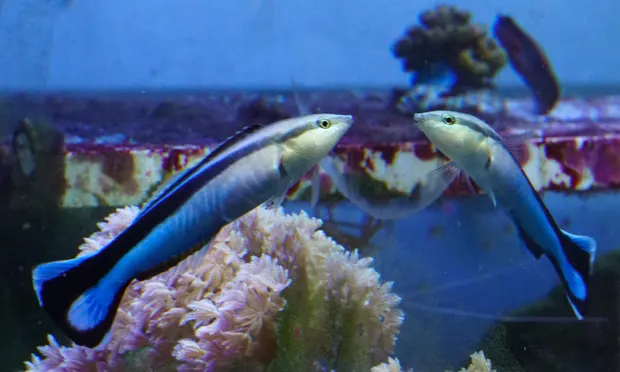Ein Putzerlippfisch interagiert mit seinem Spiegelbild, das auf der Außenseite der Aquarienscheibe angebracht ist. Foto Alex JordanMax Plant InstitutePLOS Biology