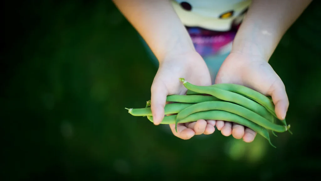 Grüne Bohnen: Ernährung und Gesundheitliche Vorteile